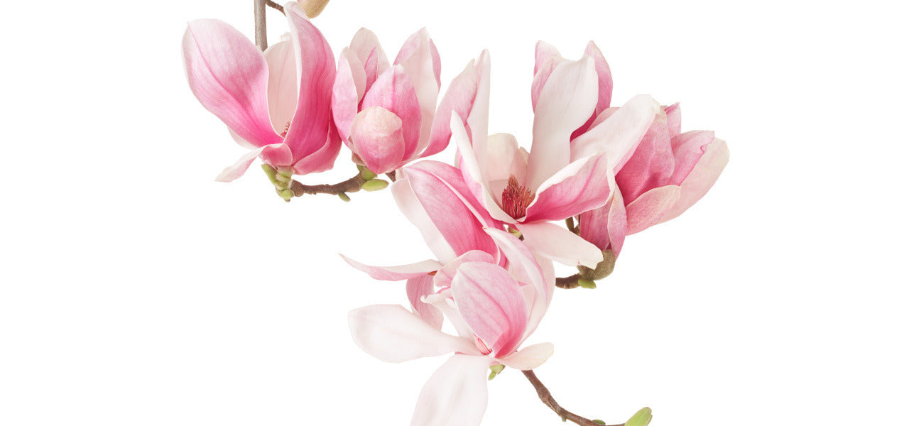 Gardenie i magnolie w perfumach