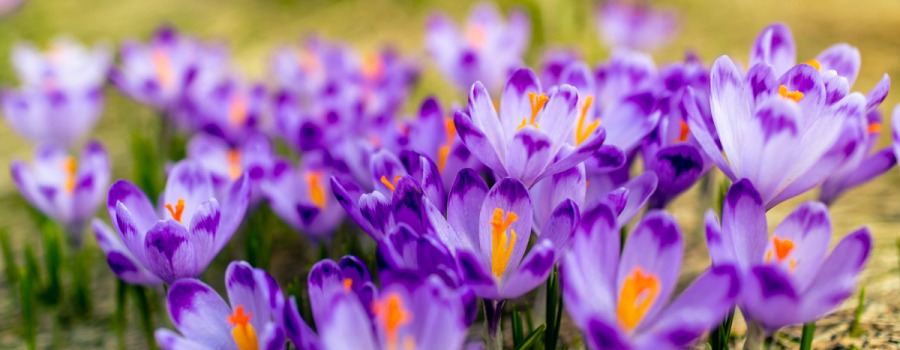 Czym pachnie wiosna? Poznaj nasze kwiatowe inspiracje idealne na pierwsze słoneczne dni