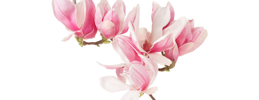 Gardenie i magnolie w perfumach